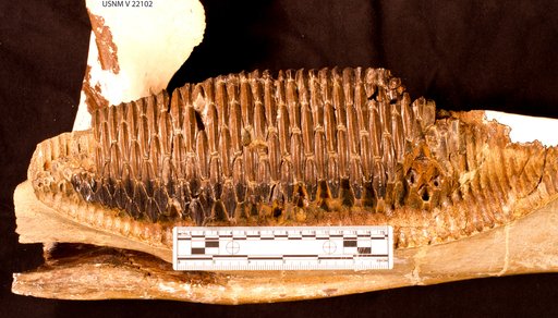 Edmontosaurus sp
