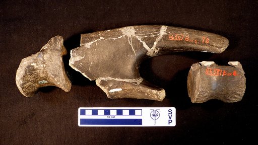 Camptosaurus depressus Gilmore, 1909
