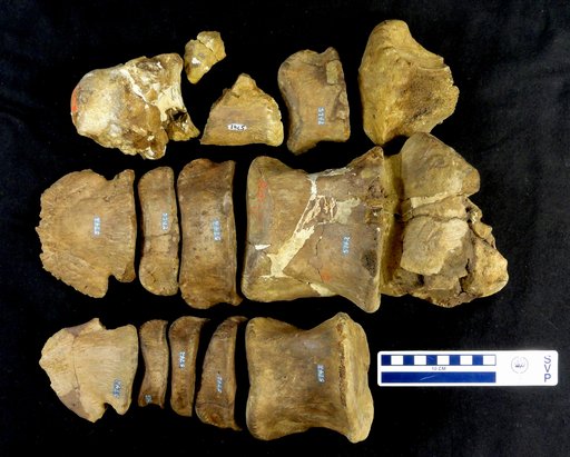 Edmontosaurus sp
