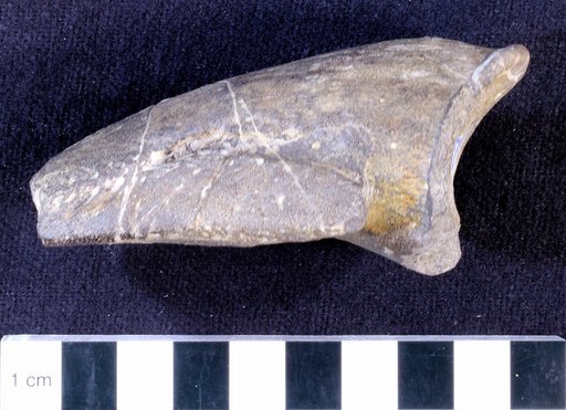 Camptosaurus sp