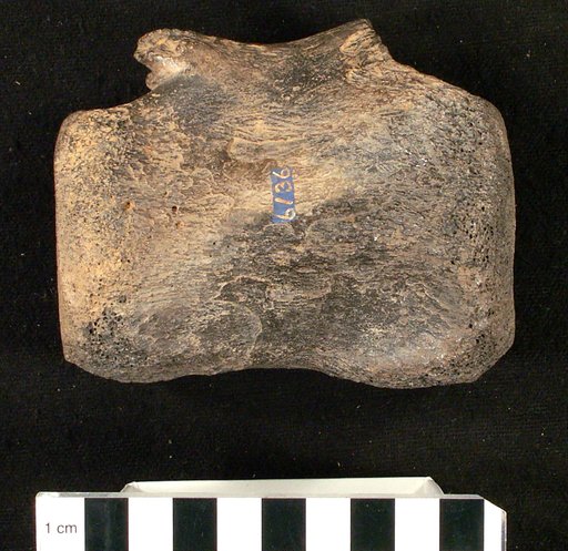 Hypsibema crassicauda Cope, 1869