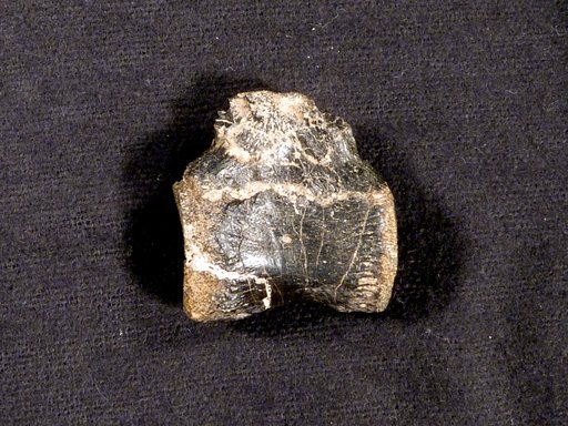 Dryosaurus altus (Marsh, 1878)