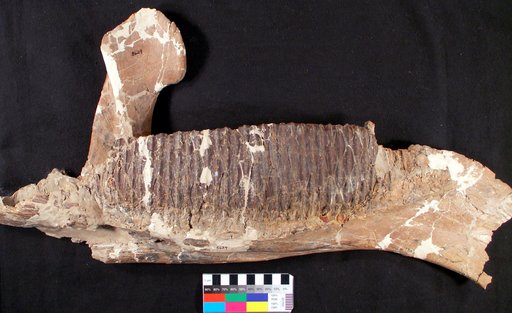 Ahshislesaurus wimani Dalman et al., 2025
