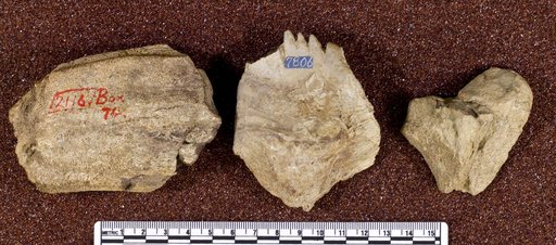 Troodon sp