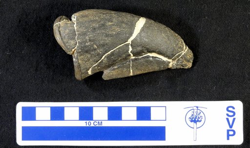 Camptosaurus sp