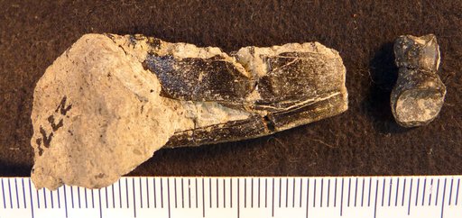 Nanosaurus sp