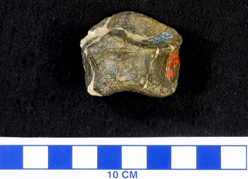 Camptosaurus sp