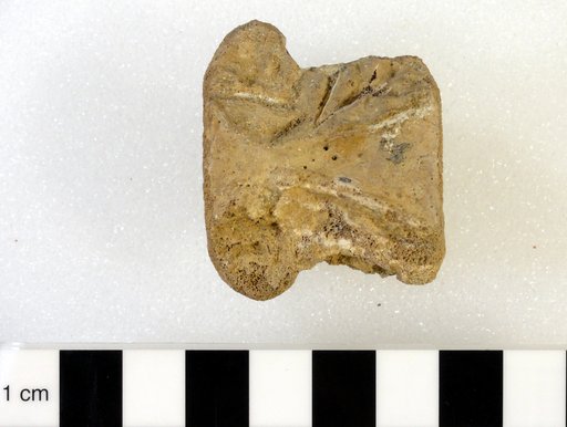 Thescelosaurus neglectus Gilmore, 1913