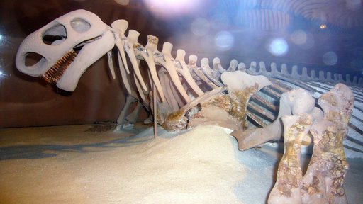 Cotylorhynchus romeri Stovall, 1937