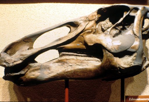 Edmontosaurus annectens (Marsh, 1892)
