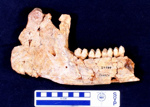Tapirus veroensis