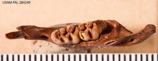 Megaoryzomys curioi (Niethammer)