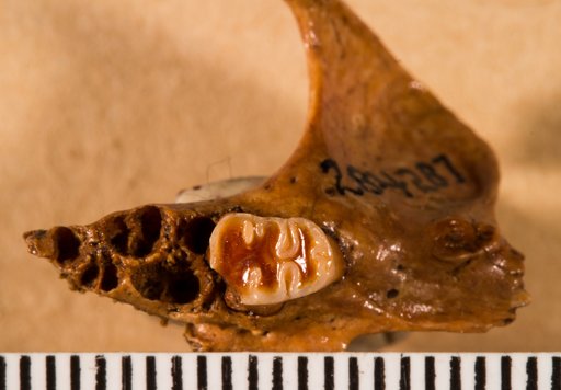 Megaoryzomys curioi (Niethammer)