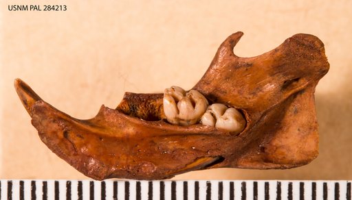 Megaoryzomys curioi (Niethammer)