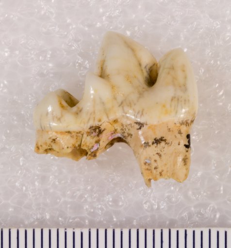 Canis cf. latrans Say