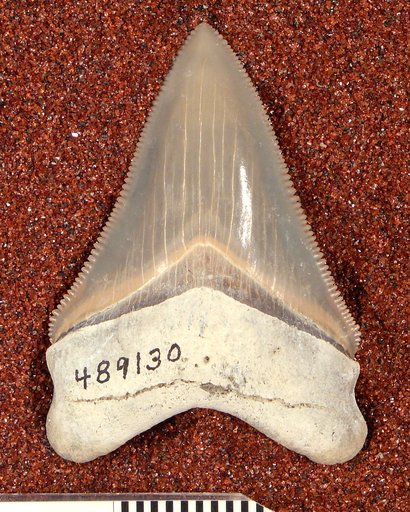 Carcharocles megalodon