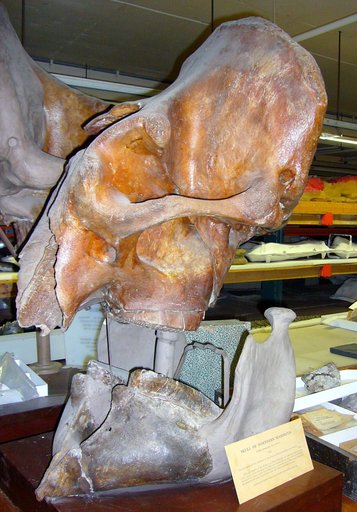 Mammuthus primigenius (Blumbach)