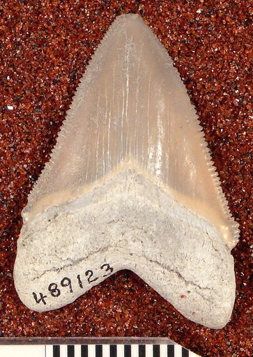 Carcharocles megalodon