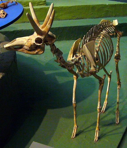Stockoceros onusrosagris (Roosevelt & Burden)
