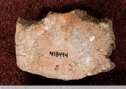 Pantosaurus striatus (Marsh, 1891)