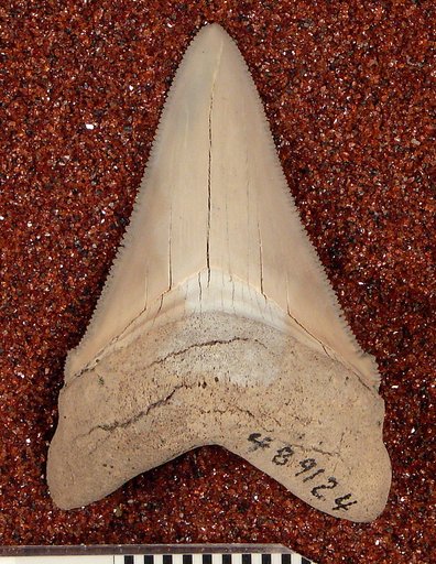 Carcharodon sp
