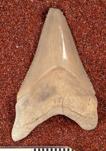 Carcharocles megalodon