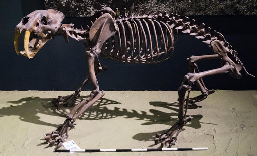 Smilodon californicus