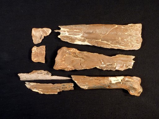 Pteranodon sp
