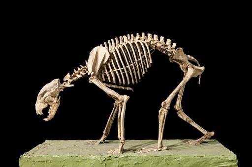 Ursus amercanus