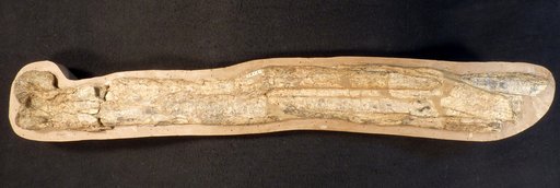 Pteranodon sp