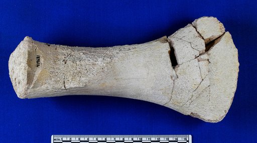 Muraenosaurus durobrivensis ? Lydekker, 1889