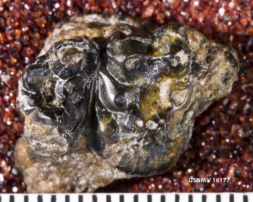 Desmatoclaenus paracreodus Gazin, 1941