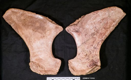 Thalassiosaurus ischiadicus (Williston, 1903)