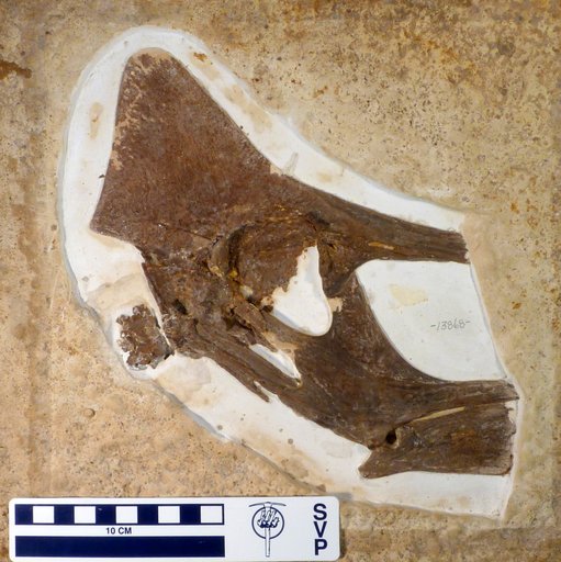Pteranodon sp