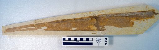 Pteranodon sp