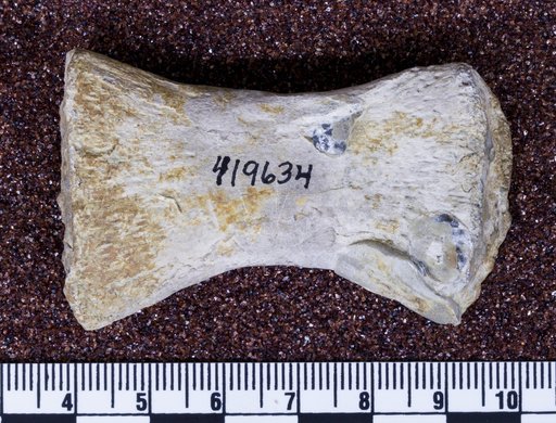 Cryptoclidus sp