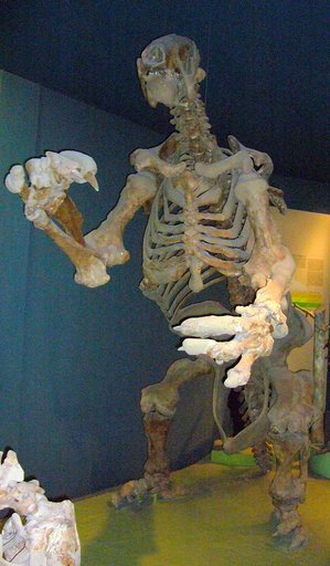 Eremotherium laurillardi