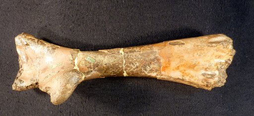 Pteranodon sp