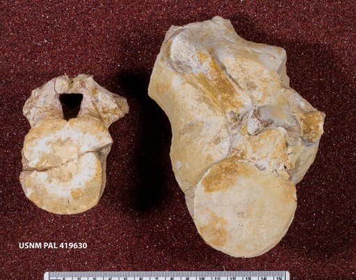 Cryptoclidus oxoniensis (Phillips, 1871)