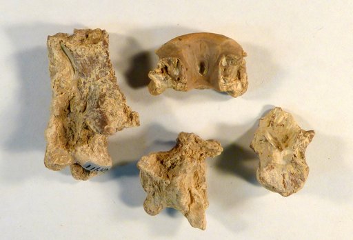 Pteranodon sp