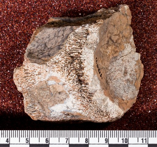 Trinacromerum sp