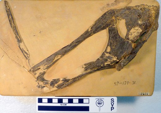 Pteranodon sp