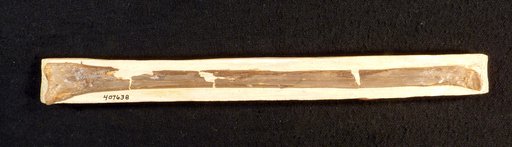 Pteranodon sp
