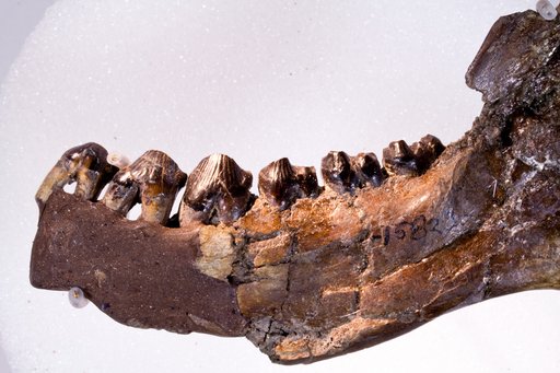 Carsioptychus coarctatus (Cope)
