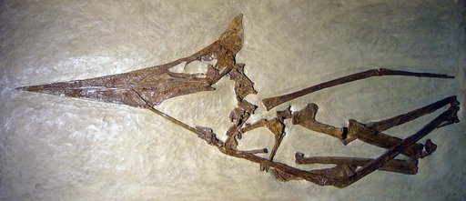 Pteranodon occidentalis Marsh, 1872