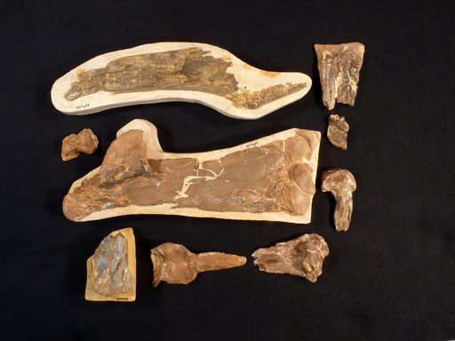 Pteranodon sp