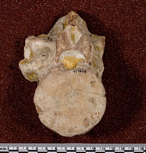 Muraenosaurus sp