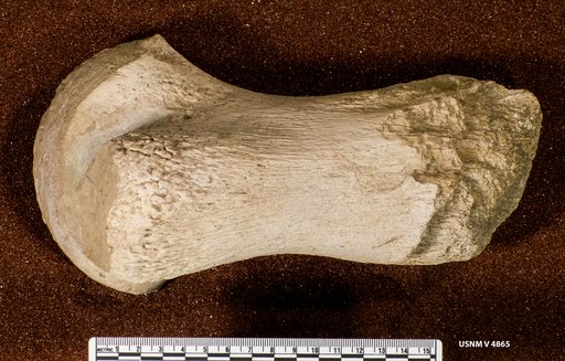 Brachauchenius sp