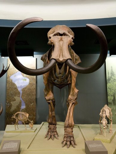 Mammuthus primigenius (Blumbach)