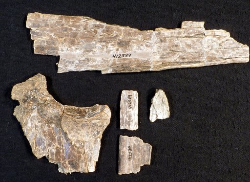 Pteranodon sp